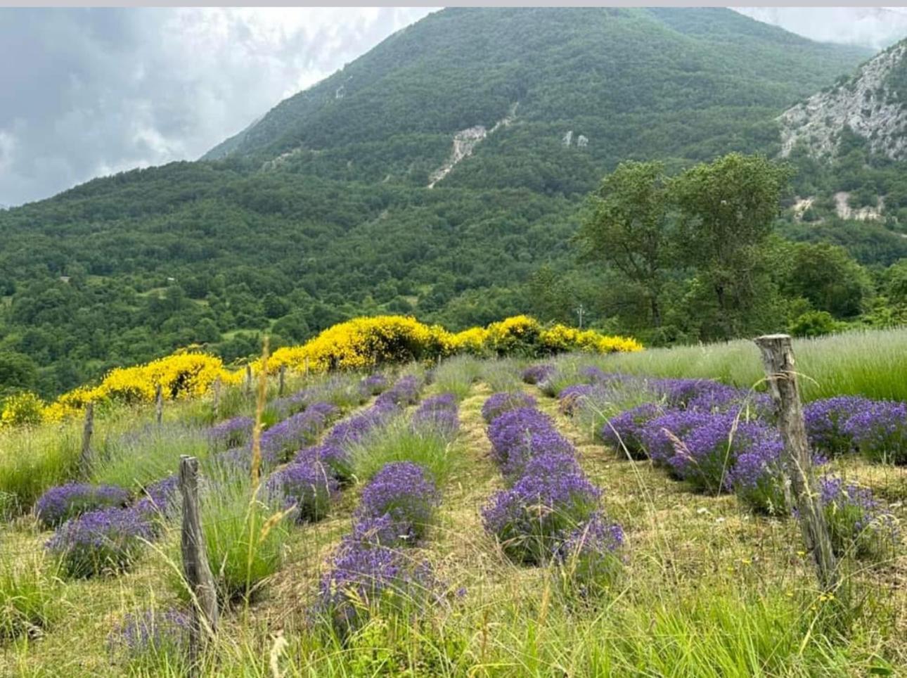 Mariella Vernile Civitella Roveto ภายนอก รูปภาพ